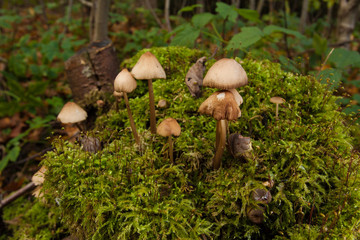 Mushrooms in green forest
