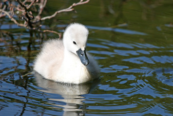 cygnet