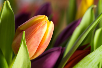 Orange tulip