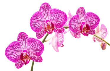 Tralcio di orchidea