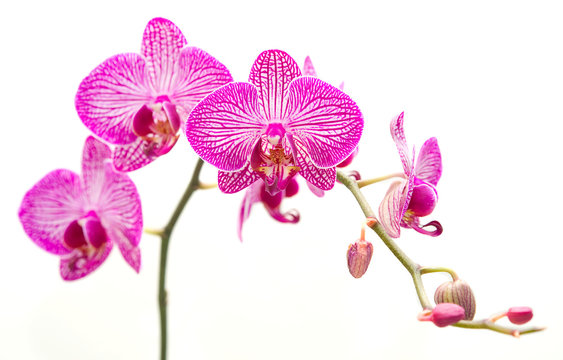 Orchidea