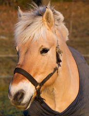 Portrait of a horse in afternoon sun.
