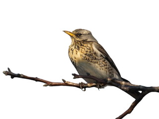 Fieldfare isolated on white background Turdus pilaris