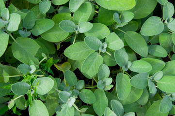 Salbei