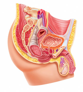 Anatomy Male Reproductive System