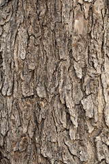 Bark of Olive Tree