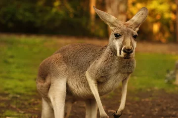 Deurstickers Kangoeroe kangoeroe portret