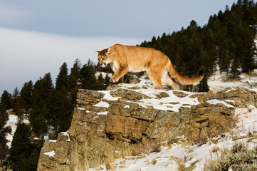 Naklejka premium Mountain Lion