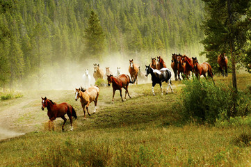 Running Horses