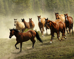 Running Horses