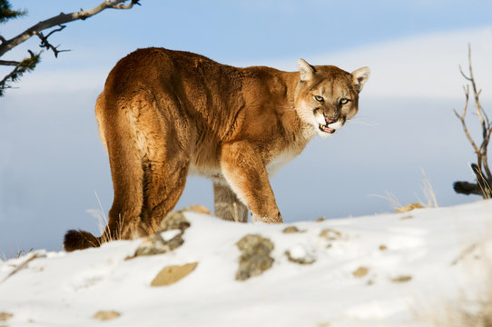 Mountain Lion