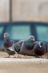 three pigeon