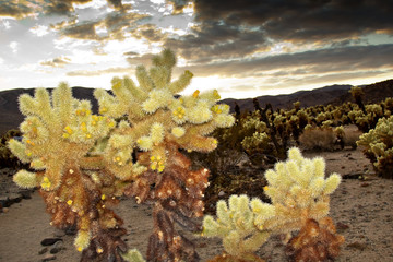 Cholla Cactus Garden Mojave Desert Joshua Tree National Park Cal