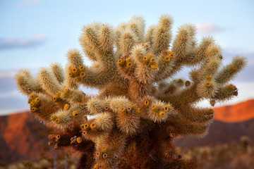 Cholla Cactus Garden Mojave Desert Joshua Tree National Park Cal