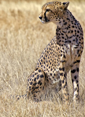 a cheetah in the grass at etosha national park
