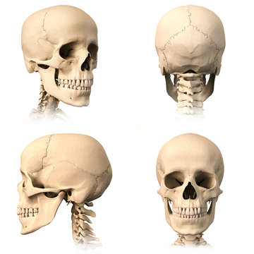 Human skull, four views.