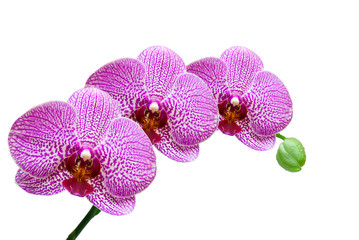 Fototapeta na wymiar orchid isolated on white background