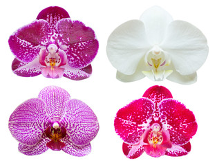 orchid isolated on white background