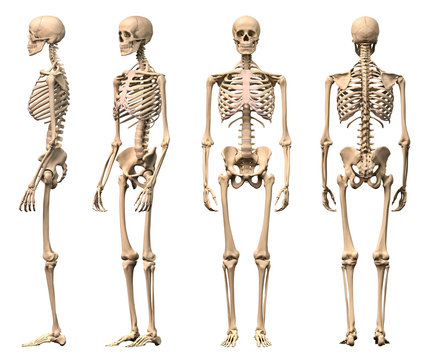 Male Human skeleton, four views, front, back,side and perspectiv