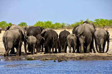 a group of elephant near a waterhole at etosha national park