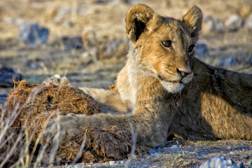 a lion cub playing with mud at etosha national park namibia