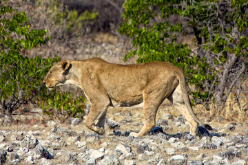 a lioness approaching a waterhole at etosha
