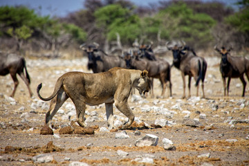 Naklejka na ściany i meble a lioness in front of wildebeest at etosha