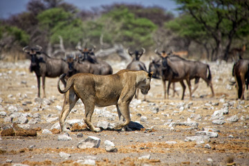 a lioness in front of wildebeest at etosha national park namibia
