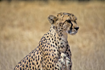 a nice cheetah in the grass at etosha national park namibia