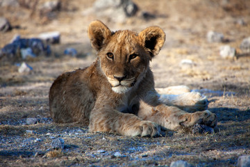 a very young lion cub at etosha national park namibia