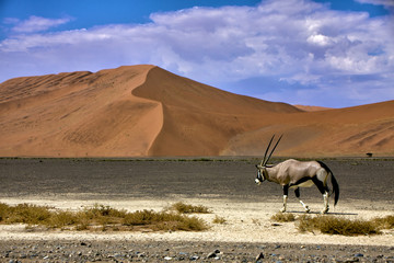 an oryx in front of a large dune in the namib naukluft