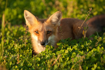 Red fox in Prince Edward Island national park