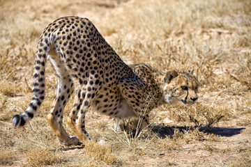 cheetah in the grass at etosha national park namibia africa
