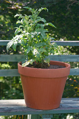 Tomato Plant in a Pot