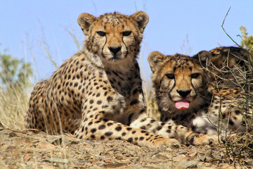 cheetahs in etosha national park namibia africa