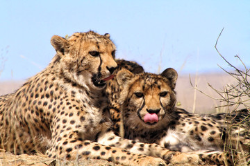 cheetahs showing their tongs in etosha