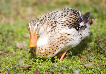 Irritated duck