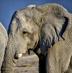 Elephant close up in etosha national park namibia