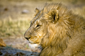 head of a lion (panthera leo) in etosha