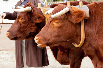 Two oxen in yoke pulling a cart - obrazy, fototapety, plakaty