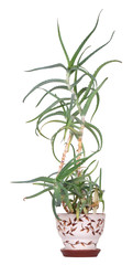 Fototapeta na wymiar Aloe arborescens