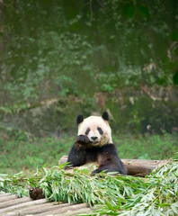 Crédence de cuisine en verre imprimé Panda Panda géant mangeant du bambou