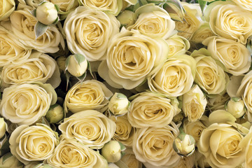 Obraz na płótnie Canvas Yellow roses