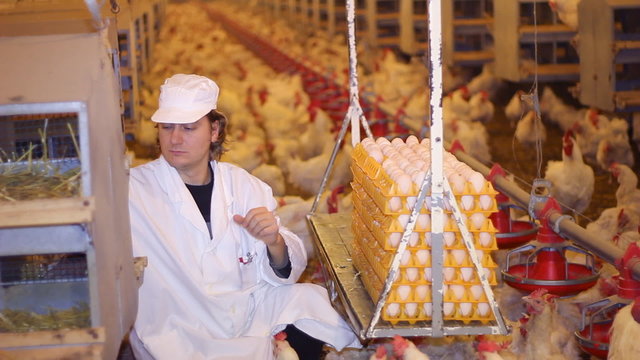 Farmer collecting eggs in chicken farm