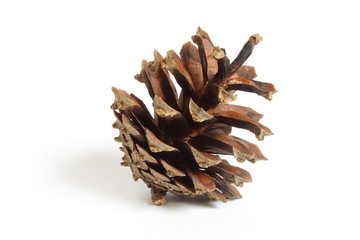 pinecone on white background