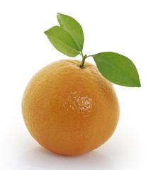 orange on white background