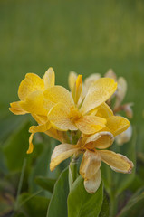 Yellow canna generalis for background