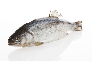 Fresh fish. Trout isolated.