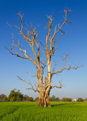 Dried dead trees, which are often seen in paddy fields