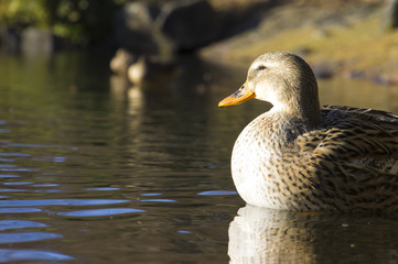 Duck